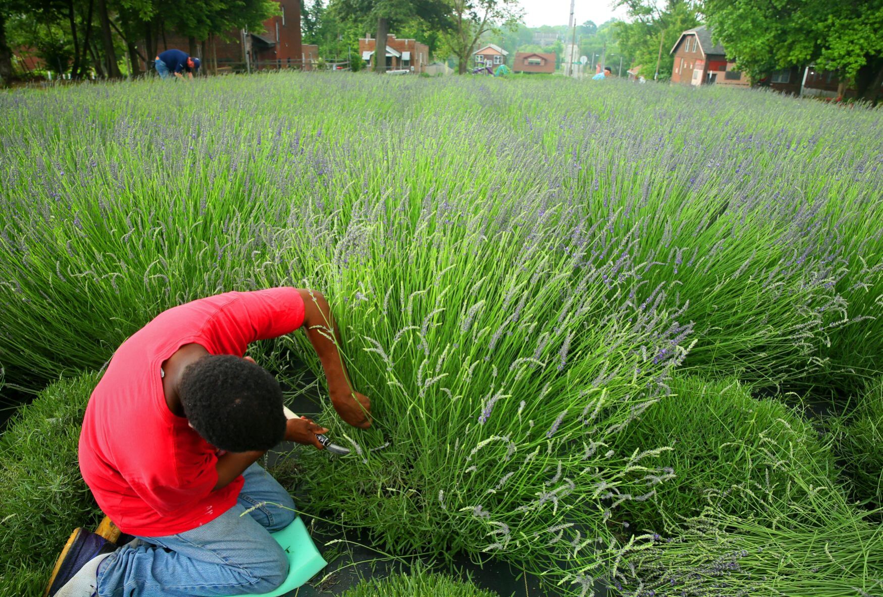 Harvest time at College Hill Lavender farm
